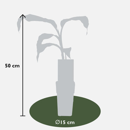 Musa Basjoo - Ø15cm - ↕50cm