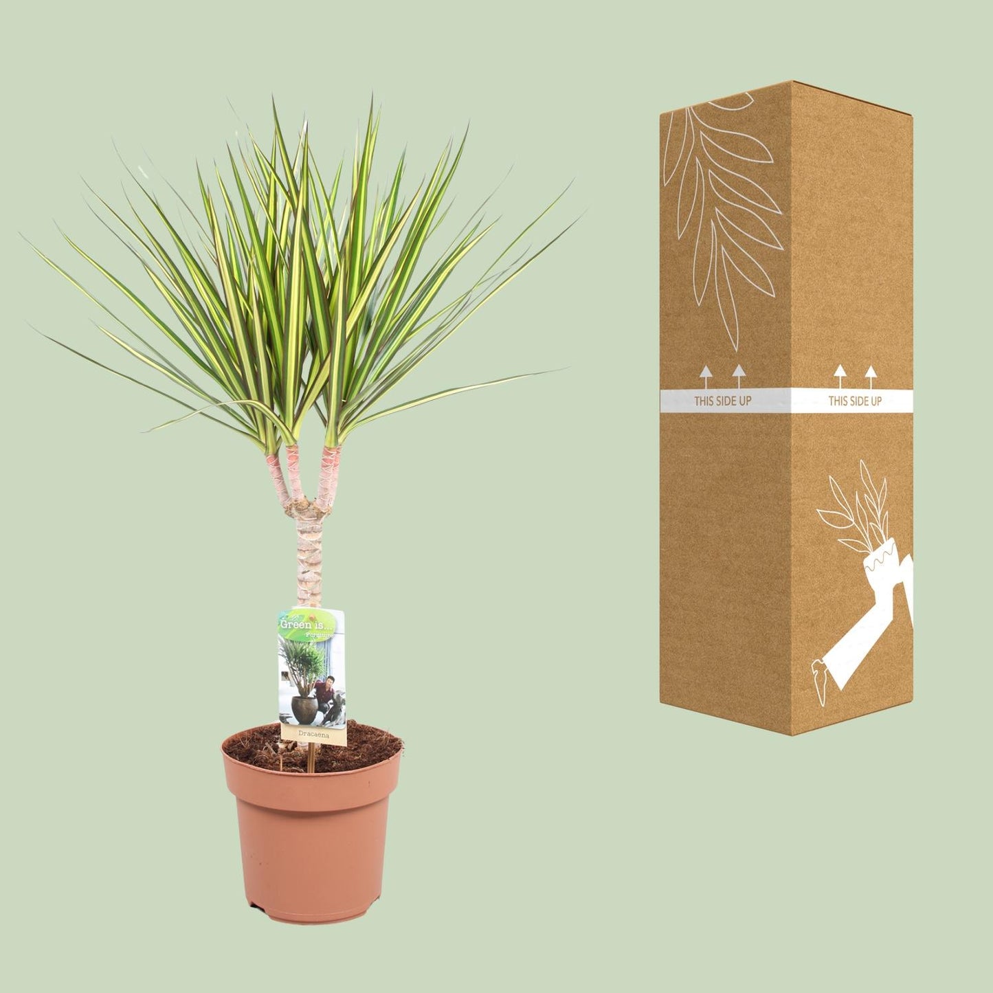Dracaena Sunray Enkele Stam - Hoogte 65-75 - Ø17cm - ↕65cm