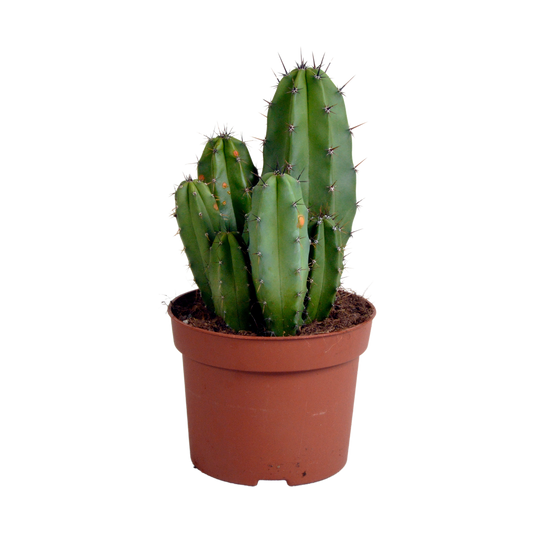 Chula Säulenkaktus 12cm – Exotischer Wüstenflair für Zuhause