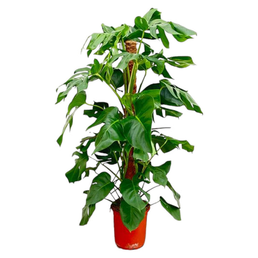 Monstera Fensterblatt 120 cm – Tropische Zimmerpflanze