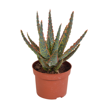 Aloe Zebrina 'Dannyz' – Stilvolle pflegeleichte Sukkulente