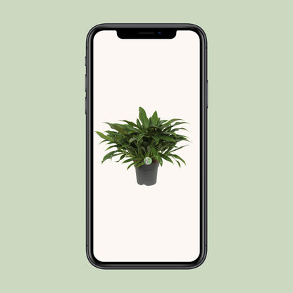 Philodendron Little Phil - Ø17cm - ↕45cm