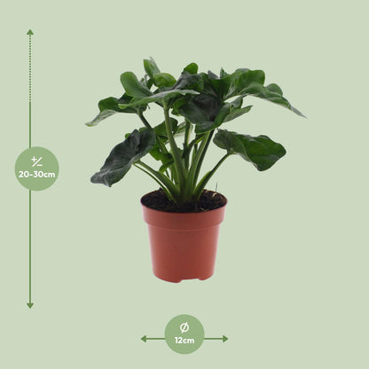 Philodendron Atom - Ø12cm - ↕25cm