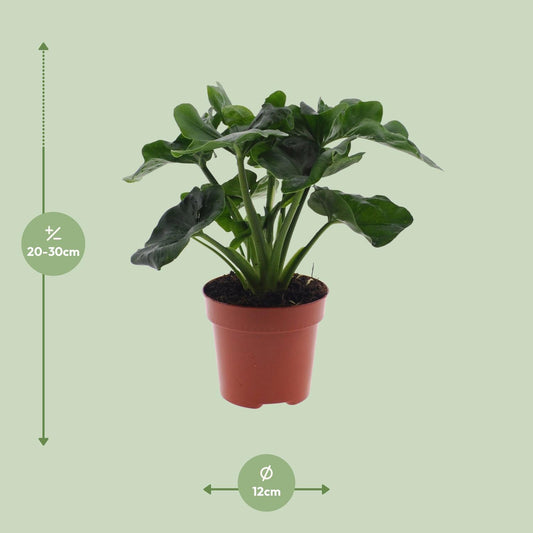 Philodendron Atom - Ø12cm - ↕25cm