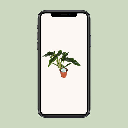 Philodendron Narrow - Ø14cm - ↕40cm