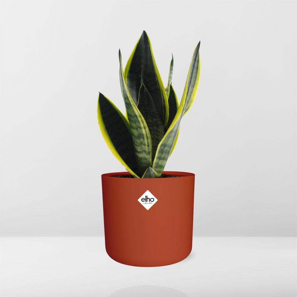 Sansevieria Futura Superba in ELHO b.for soft rond 14cm brique