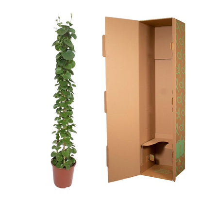Känguruwein Pyramide 160 cm – Stilvolle Zimmerpflanze