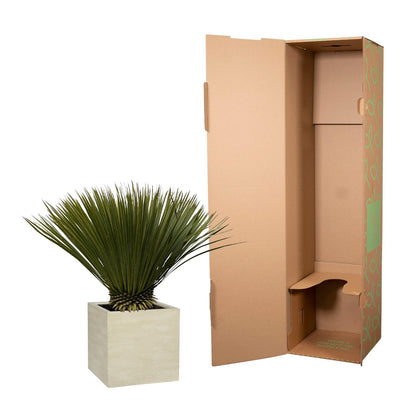 Blaue Palmlilie Yucca Rostrata – 75 cm – Exotische Kübelpflanze
