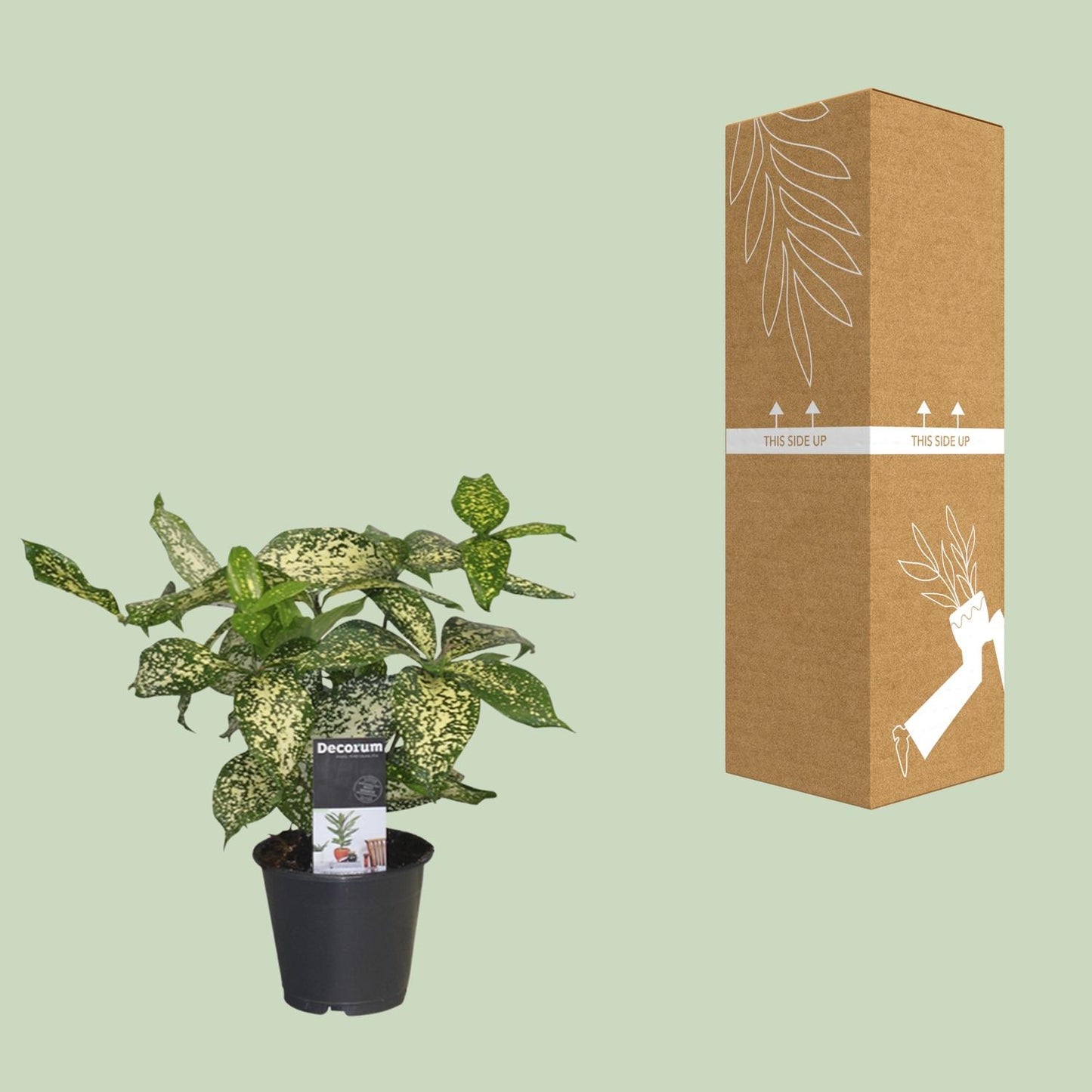 Dracaena Godsefiana - Ø12cm - ↕25cm