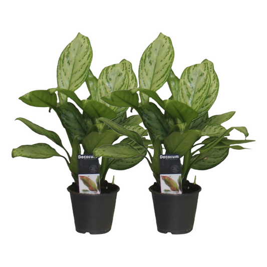 Aglaonema Christina - 2 Stücke - ø12 - ↕30cm