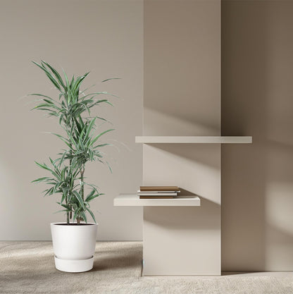 Drachenbaum Warneckei 145 cm – Pflegeleichte & Stilvolle Zimmerpflanze