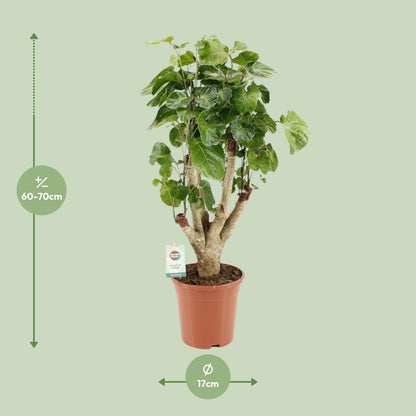 Polyscias Lemon - Ø17cm - ↕65cm