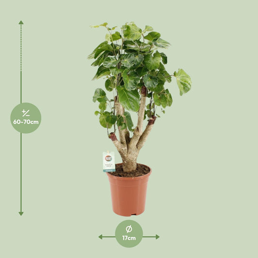 Polyscias Lemon - Ø17cm - ↕65cm