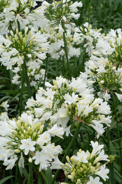 Agapanthus 'Ever White' - Ø19cm - ↕30cm