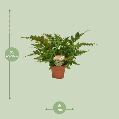 Dryopteris Erythrosora - Ø17cm - ↕50cm