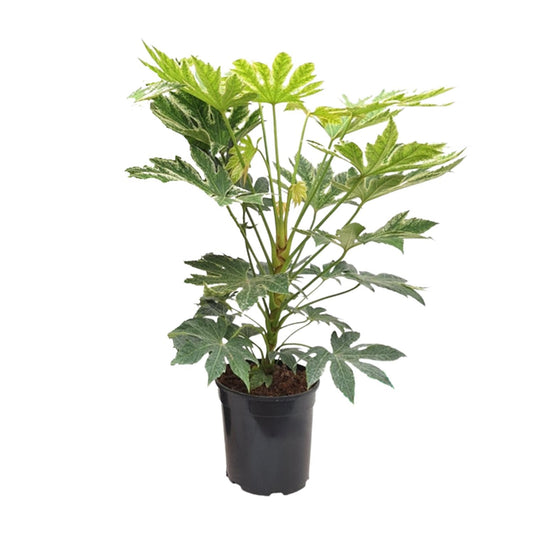 Fatsia Japonica Spiderweb
