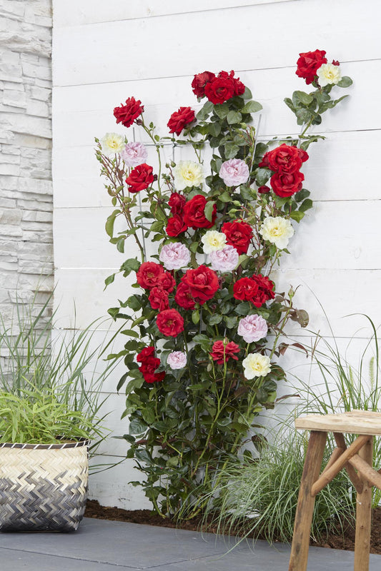 Rosa Crazy in love 'Pink' - Rosa Rose - Ø15cm - ↕65cm