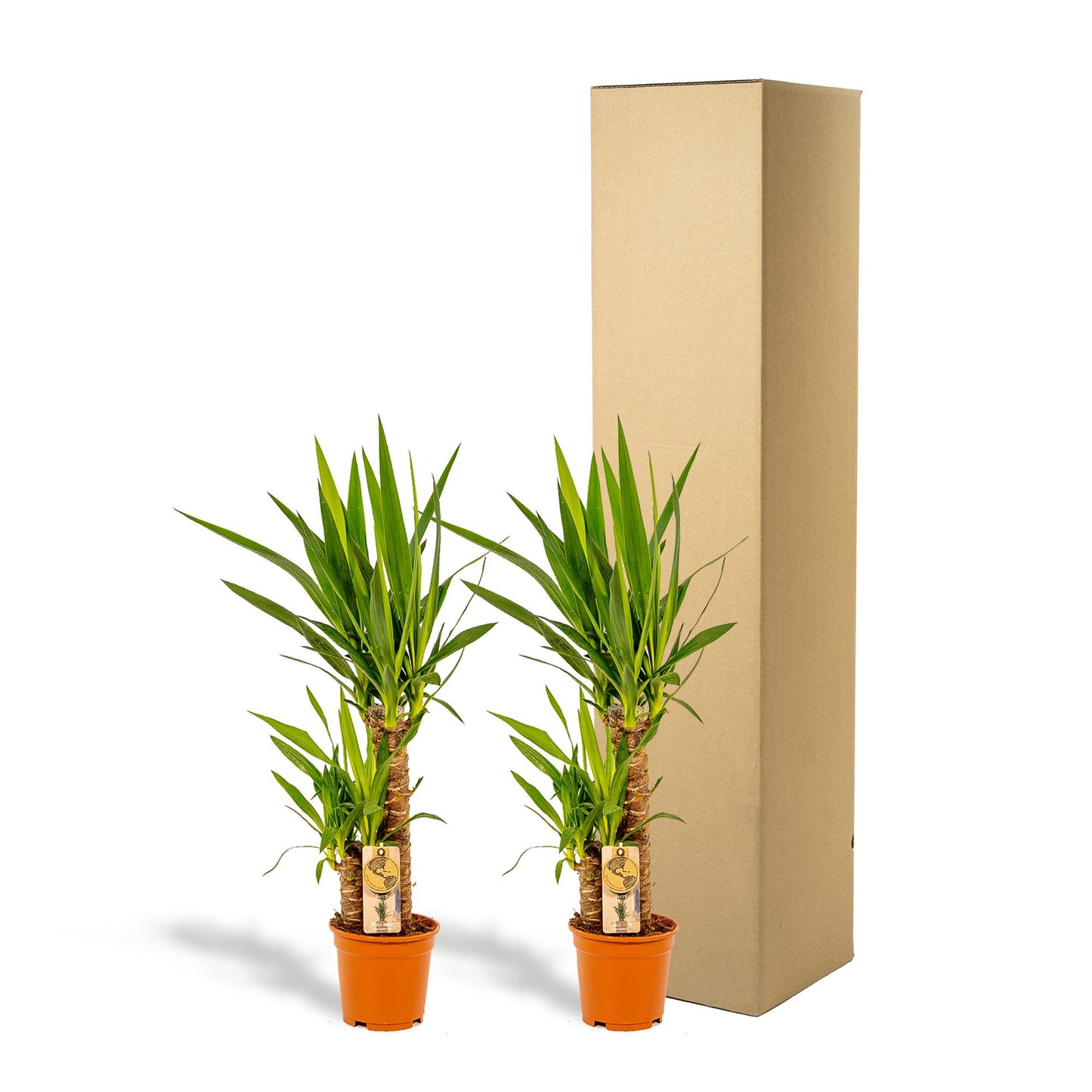 2x Palmlilie (Yucca elephantipes) – 90 cm, pflegeleichtes Set