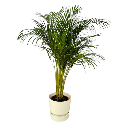 Goldfruchtpalme 130 cm – Elegante Areca Palme im Topf