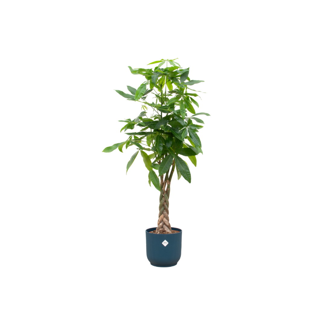 Geldbaum 140 cm im Elho Vibes Fold Round Topf Blau