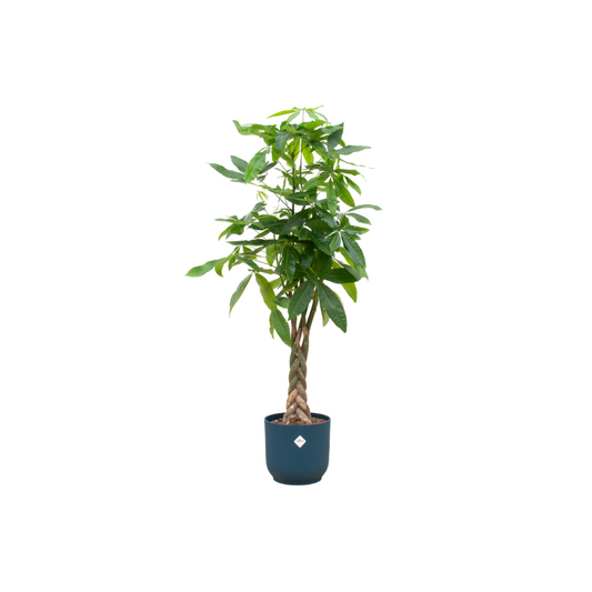 Geldbaum 140 cm im Elho Vibes Fold Round Topf Blau