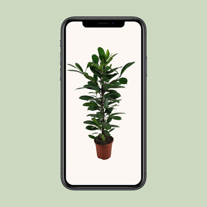 Ficus Cyathistipula - Ø21cm - ↕100cm