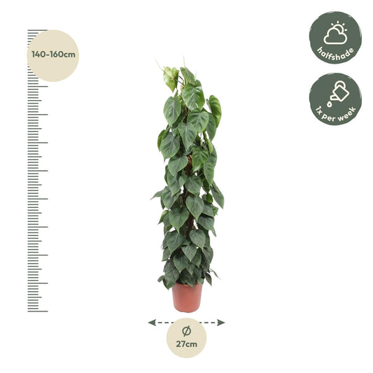 Kletter-Philodendron am Moosstab – 150 cm grüne Zimmerpflanze