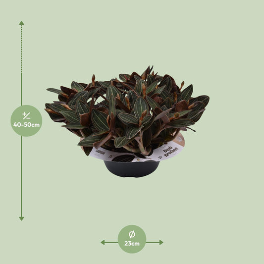 Ludisia Discolor 23 Cm Schaal 10 Tak - Ø23cm - ↕45cm