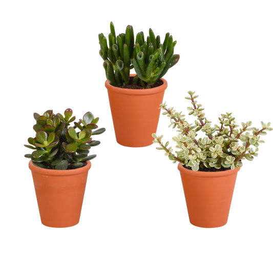 Crassula-Mix 3er Set im Terrakotta-Topf 8,5 cm