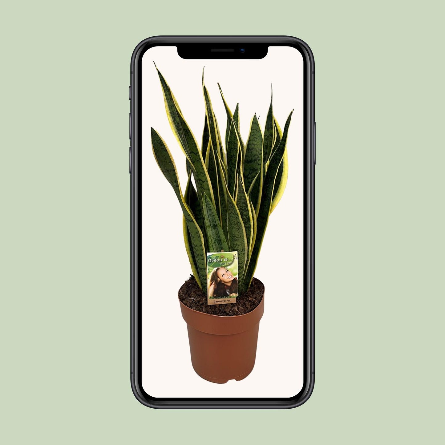 Sansevieria Trifasciata Laurentii - Ø21cm - ↕60cm
