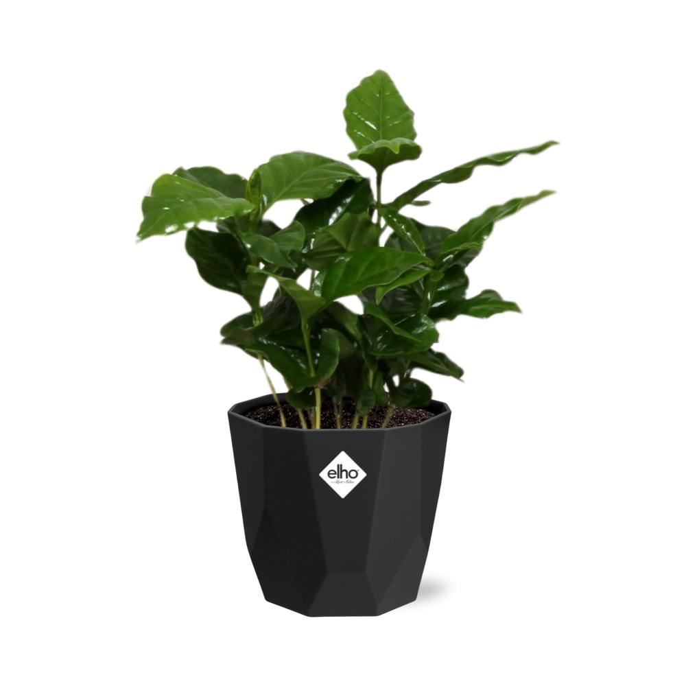 Coffea Arabica in 14cm b.for rock living black