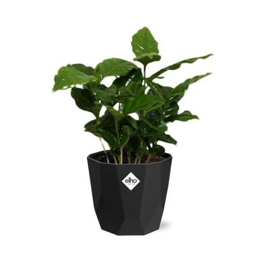 Coffea Arabica in 14cm b.for rock living black