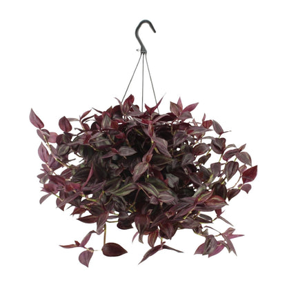 Tradescantia Jewel Red H - Ø17cm - ↕25cm
