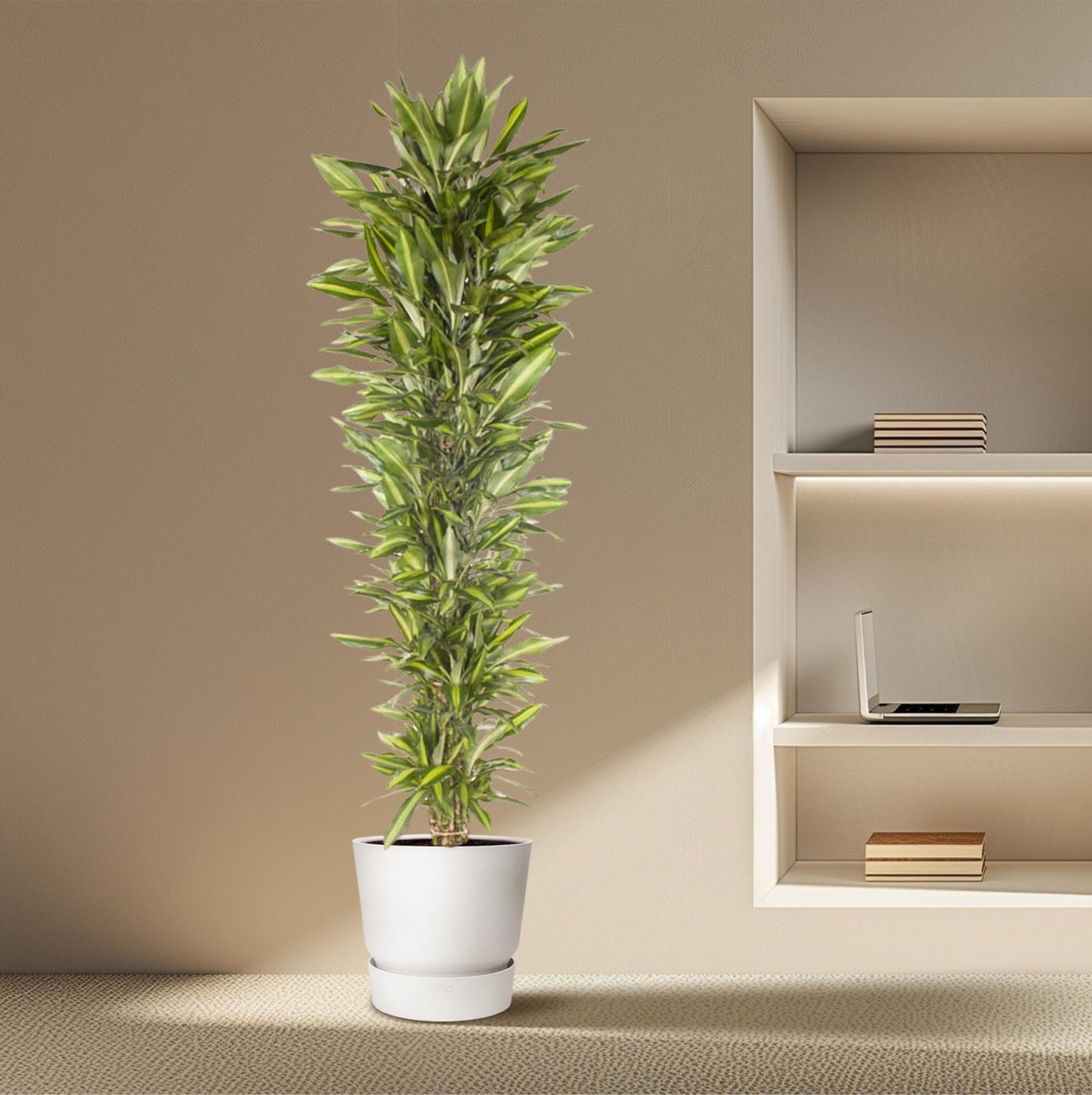 Drachenbaum Cintho – 210 cm pflegeleichte Zimmerpflanze