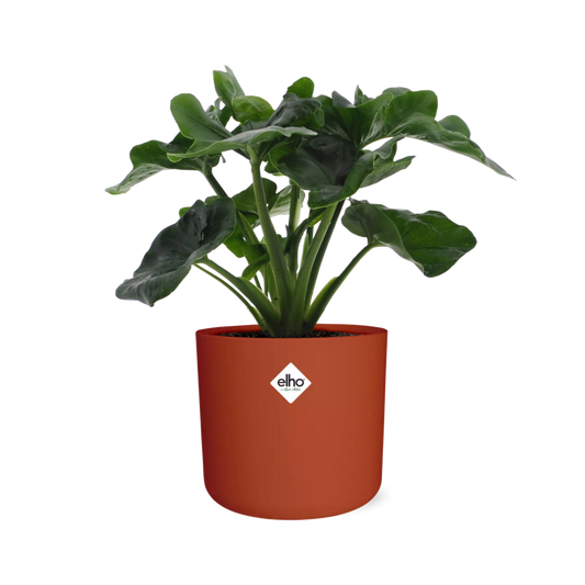Philodendron Atom in ELHO b.for soft rond 14cm brique