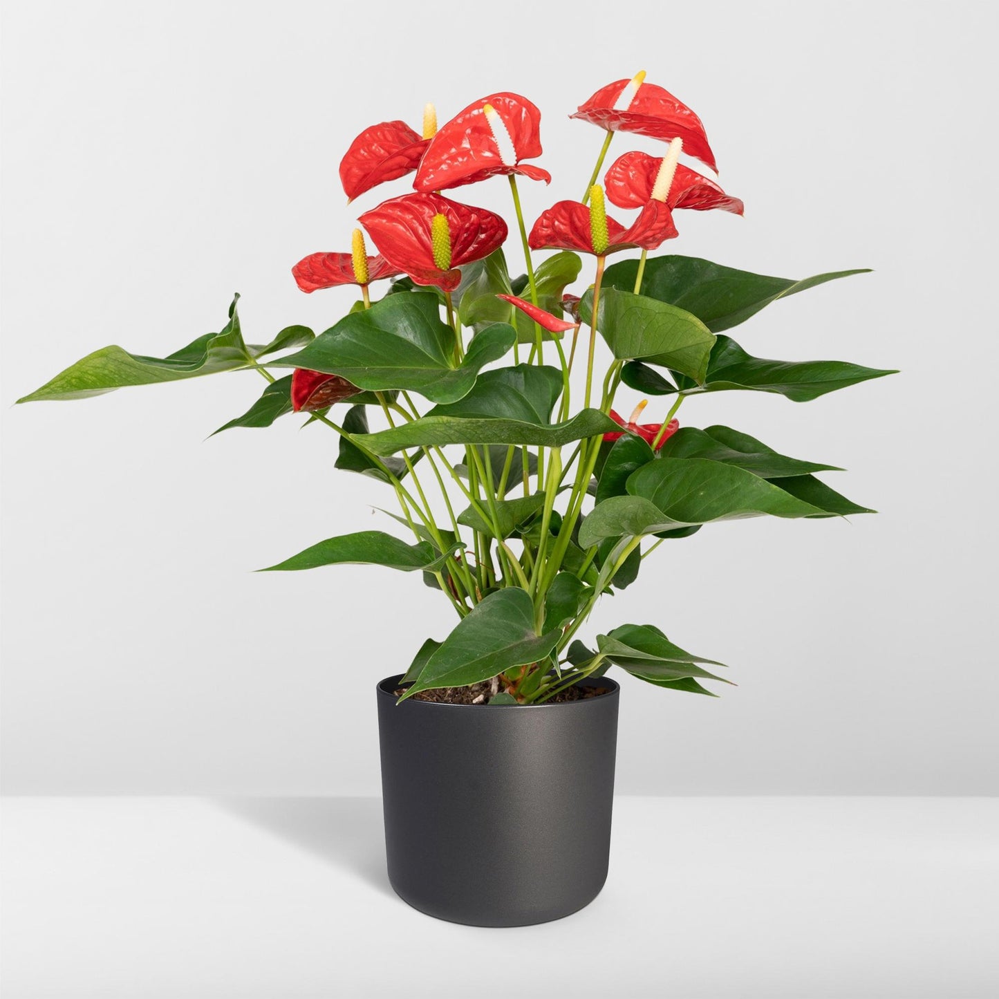 Anthurium Red - Ø17cm - ↕55cm - Ø17cm - ↕55cm