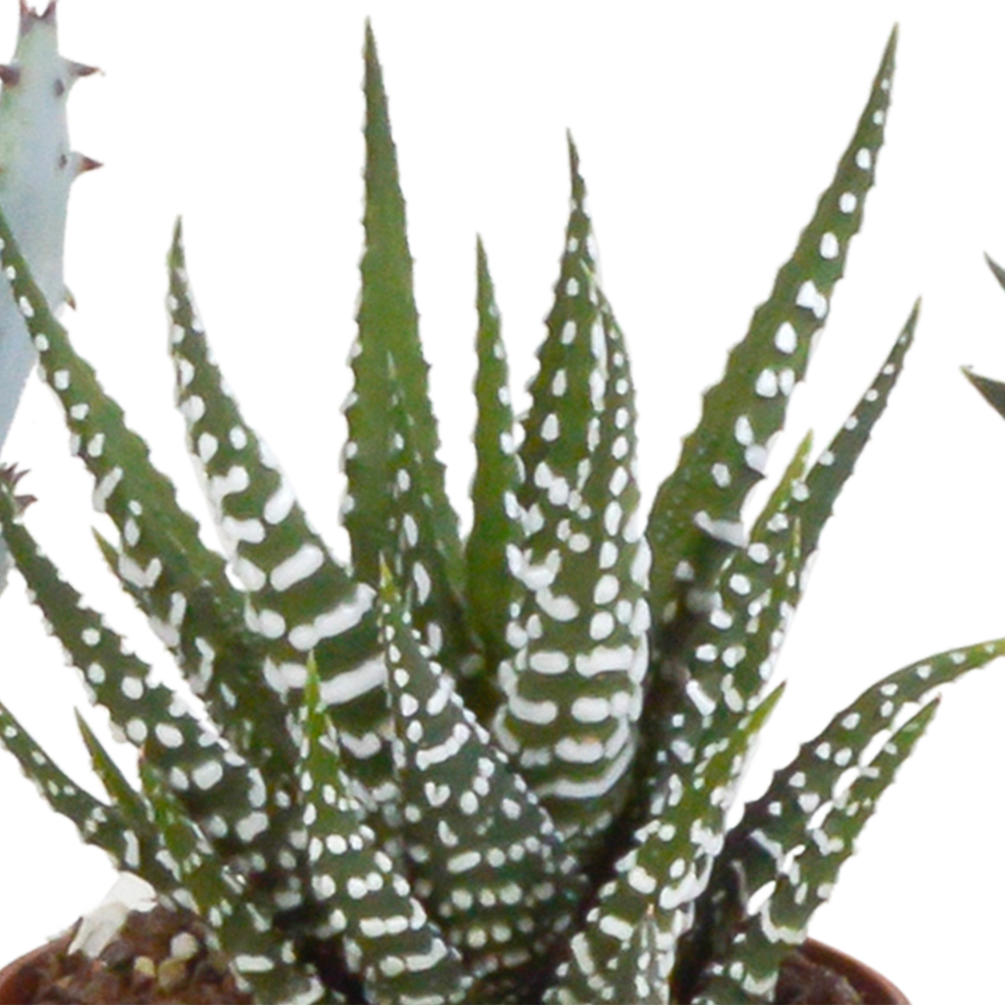 Gasteria & Haworthia Mix 5er Set im Terrakotta-Topf