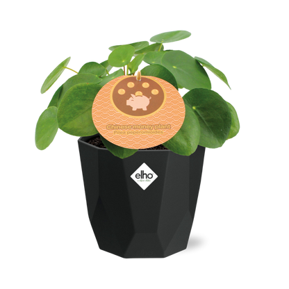 Pilea Peperomioides 12cm  in 14cm b.for rock living black