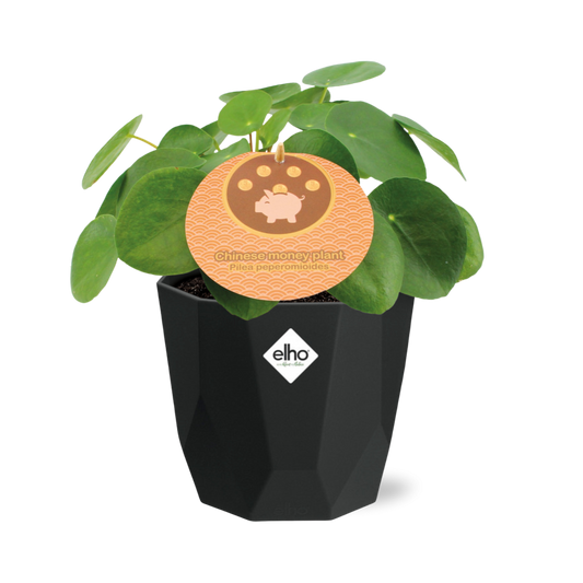 Pilea Peperomioides 12cm  in 14cm b.for rock living black