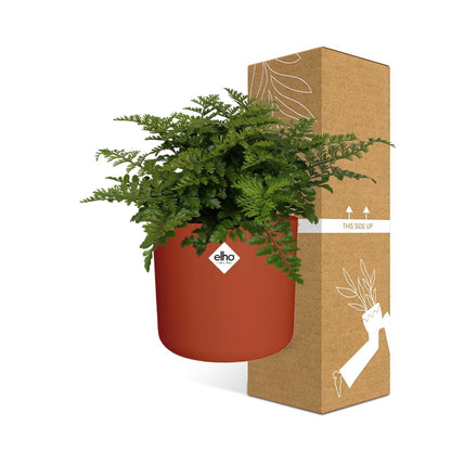 Asplenium Parvati in ELHO b.for soft rond 14cm brique