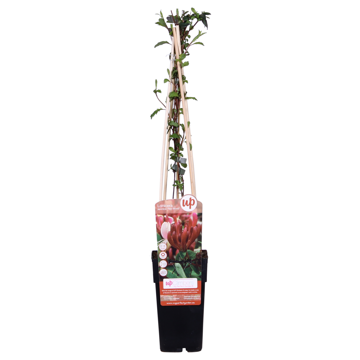 Lonicera japonica 'Red World' - Ø15cm - ↕65cm
