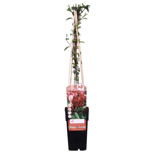 Lonicera japonica 'Red World' - Ø15cm - ↕65cm