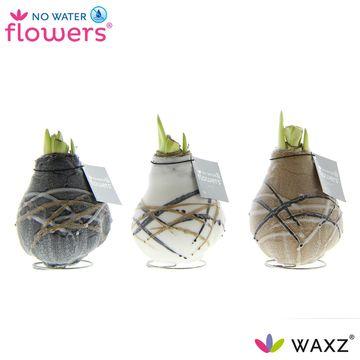 No Water Flowers Waxz Art Rembrandt - 3 stuks - Ø7 cm - ↕15 cm