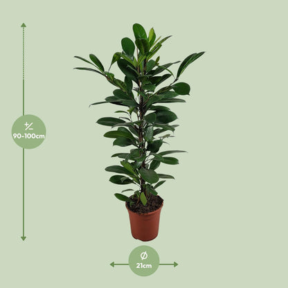 Ficus Cyathistipula - Ø21cm - ↕100cm