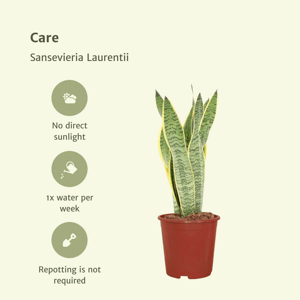 2x Sansevieria Laurentii - Frauenzunge - 40cm - ø14
