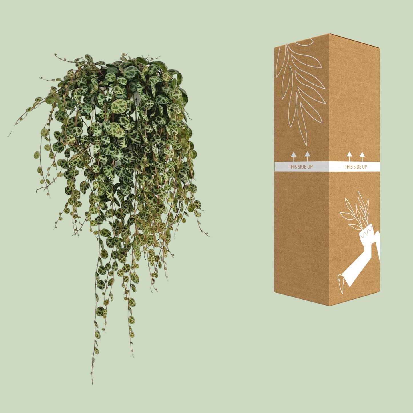 Peperomia Prostrata - Ø11cm - ↕20cm