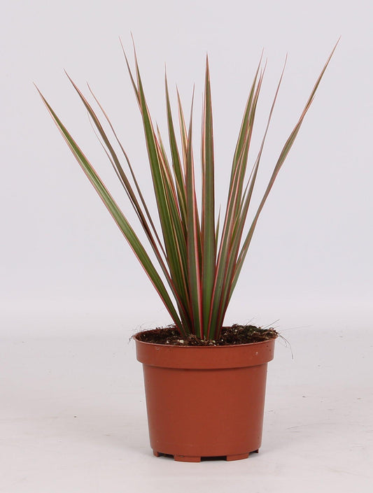 Dracaena Bicolor - Ø12cm - ↕30cm