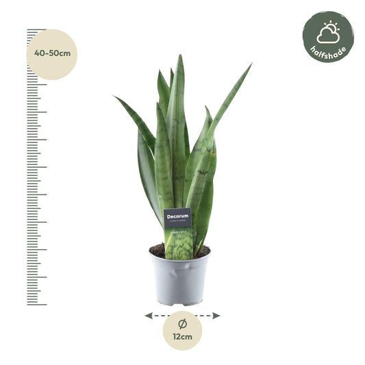 Bogenhanf 'Spearmint' – 45 cm pflegeleichte Zimmerpflanze