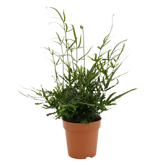 Pteris Evergreen - Ø12cm - ↕35cm