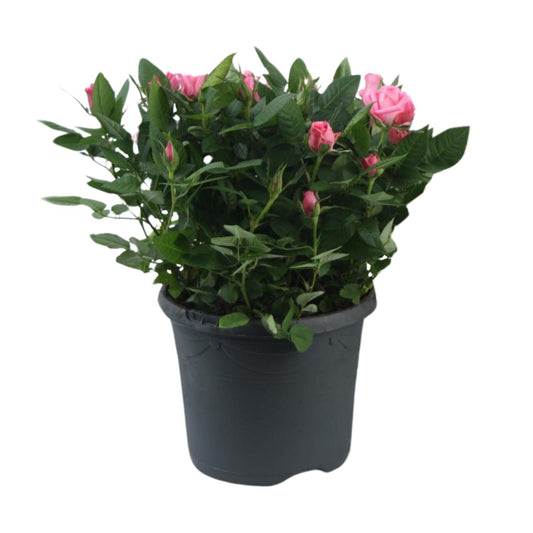 Rosa Jewel Patio Sparkling - Ø17cm - ↕30cm